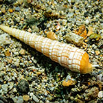 Terebra babylonia